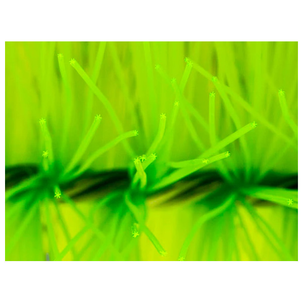 Mountain Tree Hexagonal Filter Brush 4 Mountain Tree Hexagonal Filter Brush 4