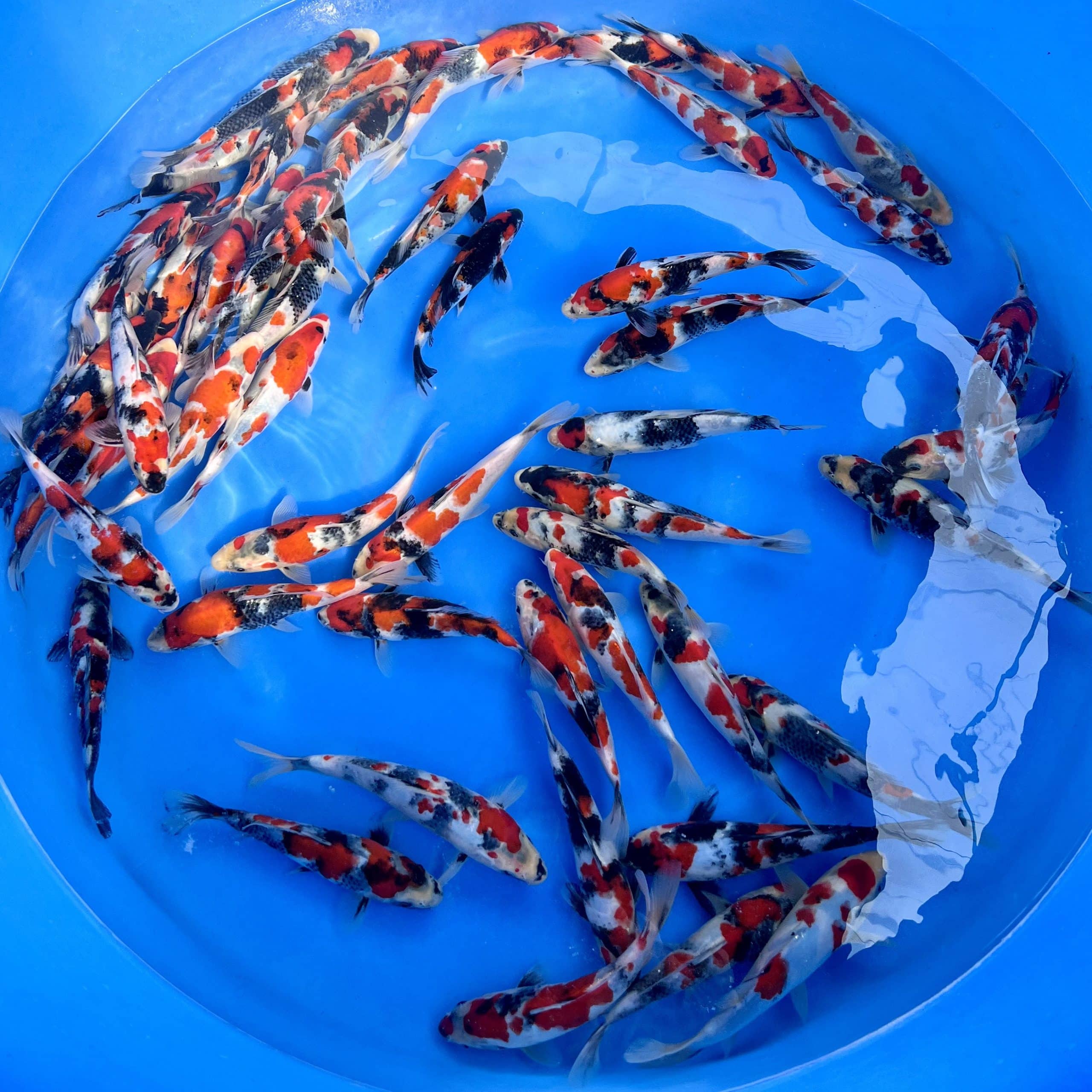 Sekiguchi Tosai Showa Mix Sekiguchi Tosai Showa Mix