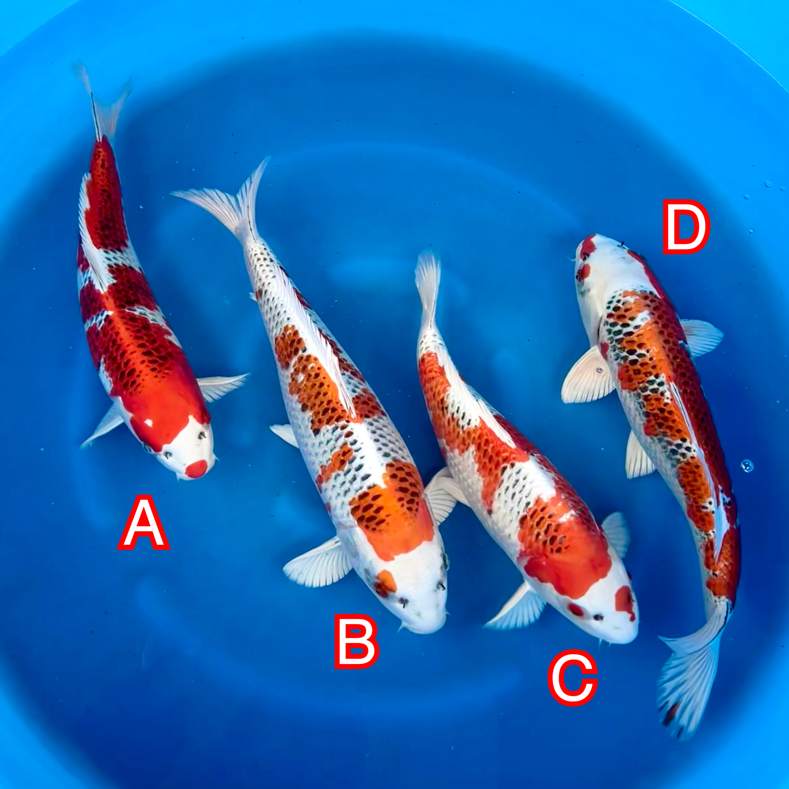 Wada Mix KujaKu Wada Mix KujaKu