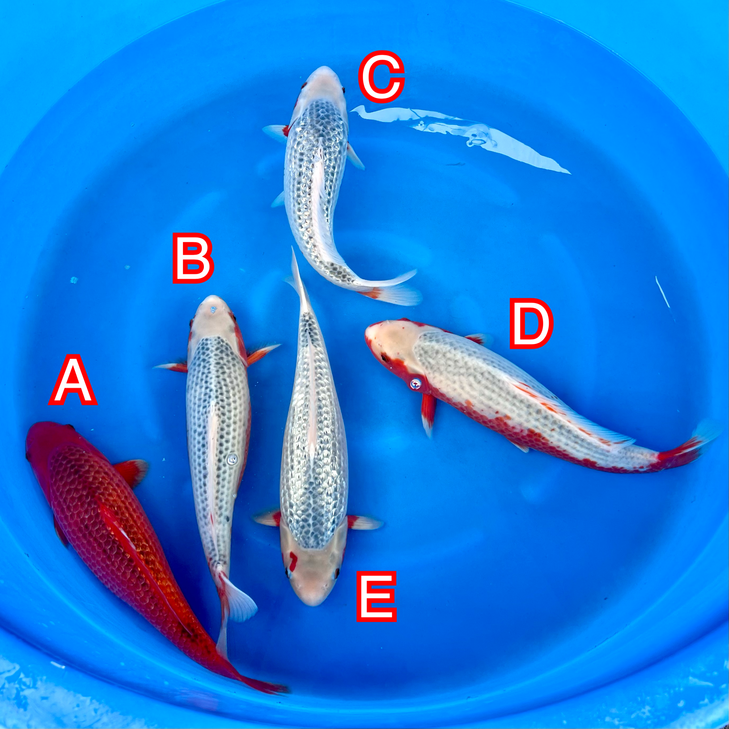 You_Doodle_2025-03-02T09_01_19Z You_Doodle_2025-03-02T09_01_19Z