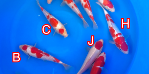 Discontinued products