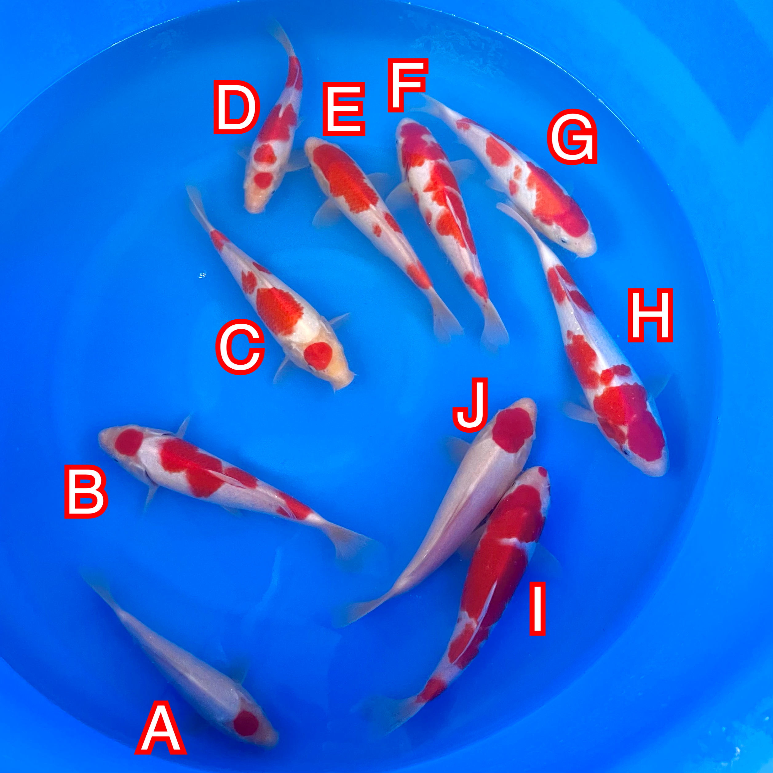 You_Doodle_2025-03-03T09_52_45Z You_Doodle_2025-03-03T09_52_45Z