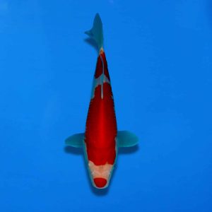 Variety: Kohaku Breeder - Maruju Size: 27cm