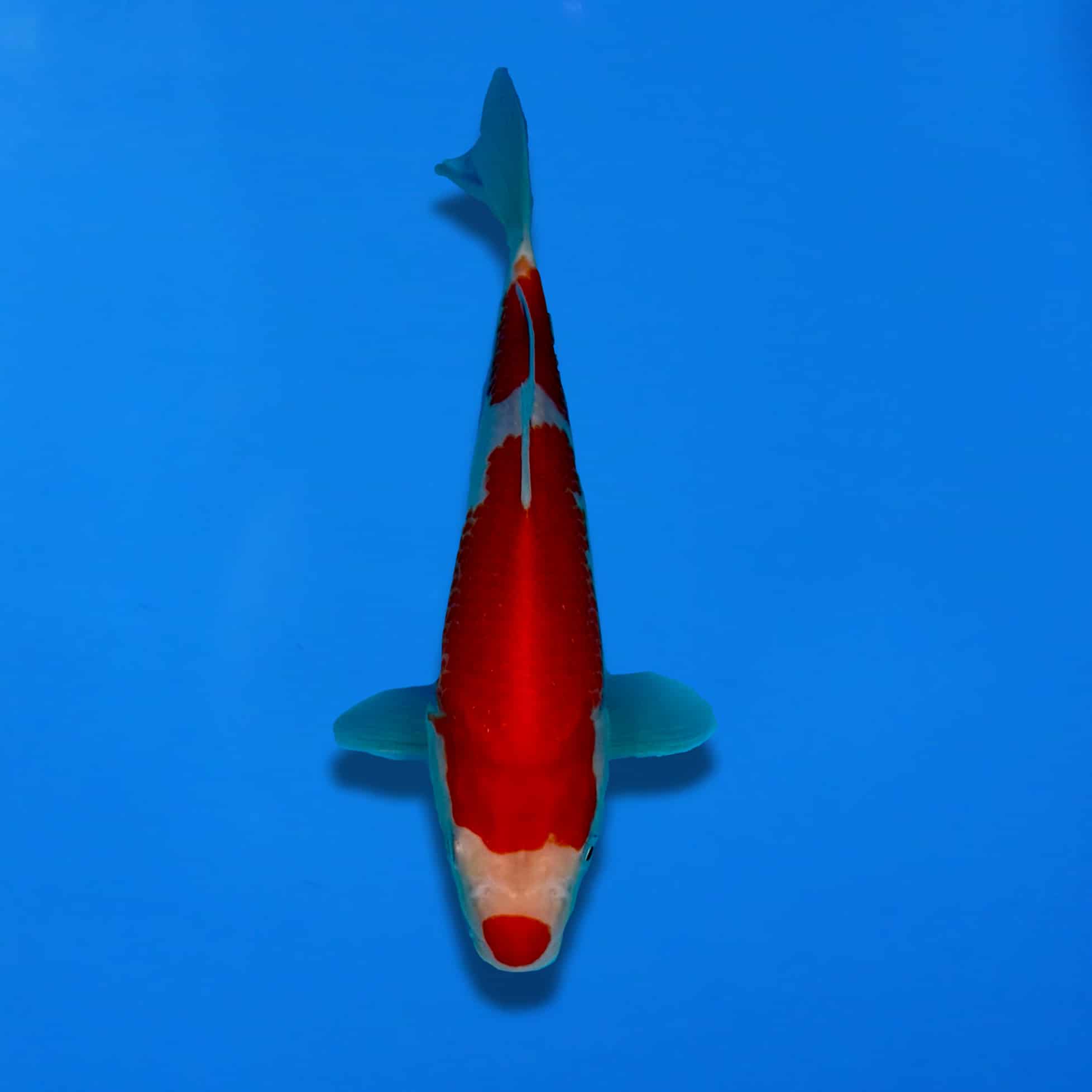 MagicEraser_250627_184741 Variety: Kohaku Breeder - Maruju Size: 27cm