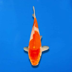 Maruju 27cm Kohaku Ref0842