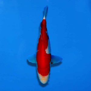 Maruju 25cm Kohaku Ref0844