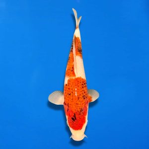 Maruju 29cm Ai Goromo Ref0845