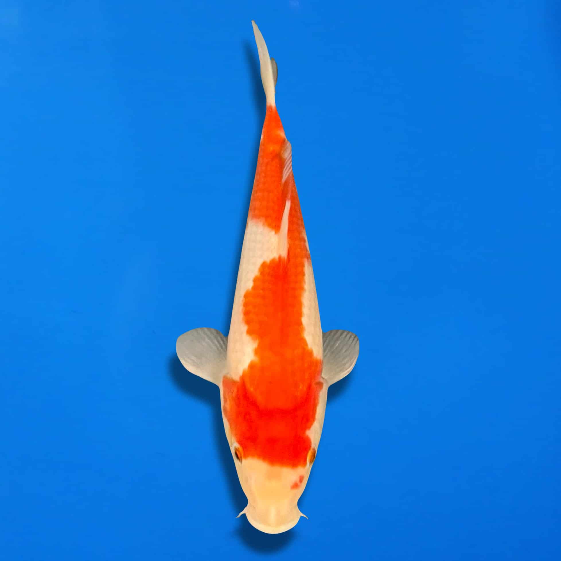 MagicEraser_250629_173814 MagicEraser_250629_173814