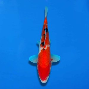 Maruju 29cm Sanke Ref0847