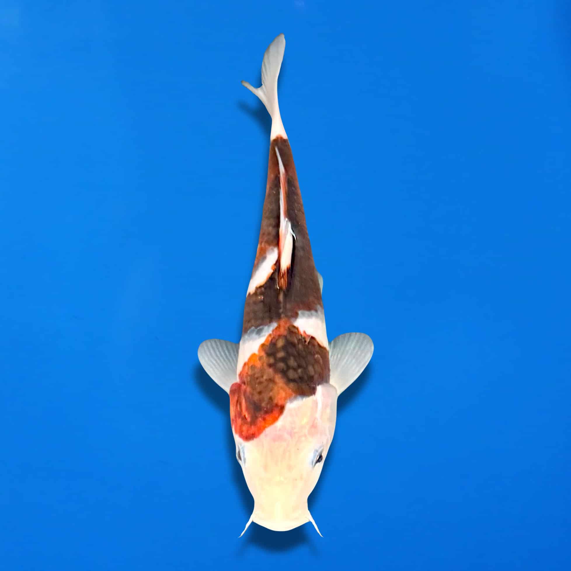 MagicEraser_250701_132314 MagicEraser_250701_132314