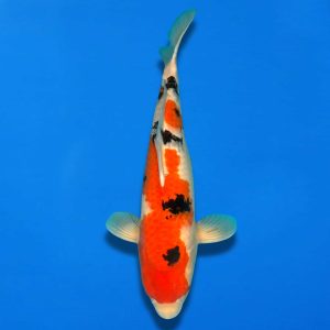 Win This Koi for Just £10! — Ref0701 – C