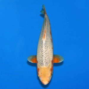 Win This Koi for Just £10! – Ref0703