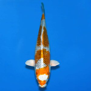 Win This Koi for Just £10! — Ref0702 – E