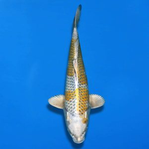 Win This Koi for Just £10! - Ref0702 - F