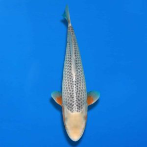 Win This Koi for Just £10! – Ref0703 – B