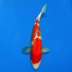 Win This Koi for Just £10! – Ref0620 – B