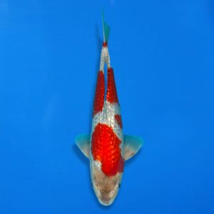 Win This Koi for Just £10! – Ref0600 – A