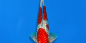 Discontinued products