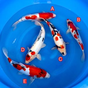 Shinoda Gosanke Doitsu mix Ref1302