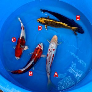 Ikarashi Ozumi mix Ref1305