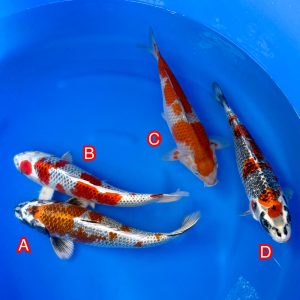 Ikarashi Ozumi mix Ref1307