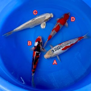 Ikarashi Ozumi mix Ref1309