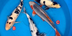 Discontinued products