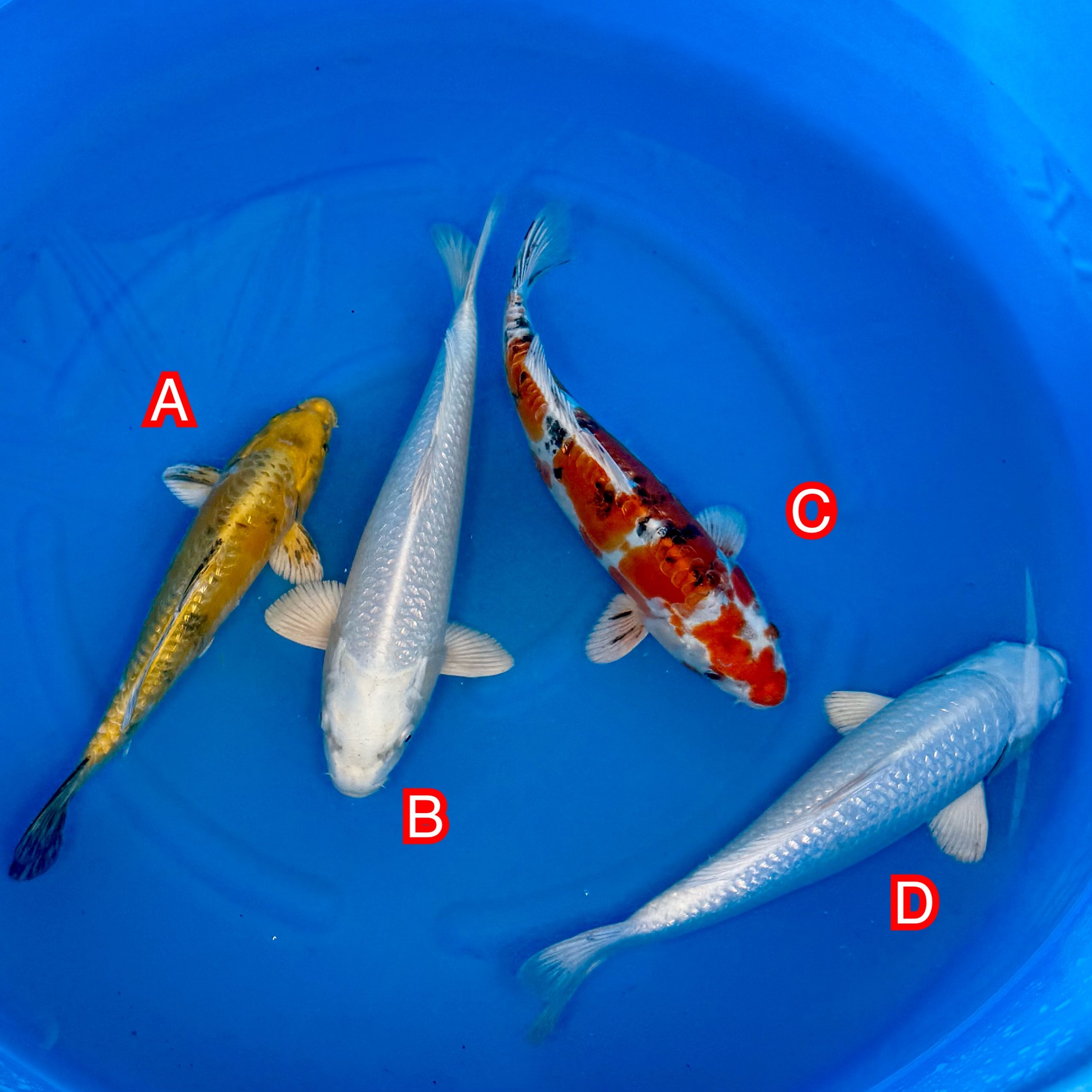 You_Doodle_2025-11-12T06_19_27Z You_Doodle_2025-11-12T06_19_27Z