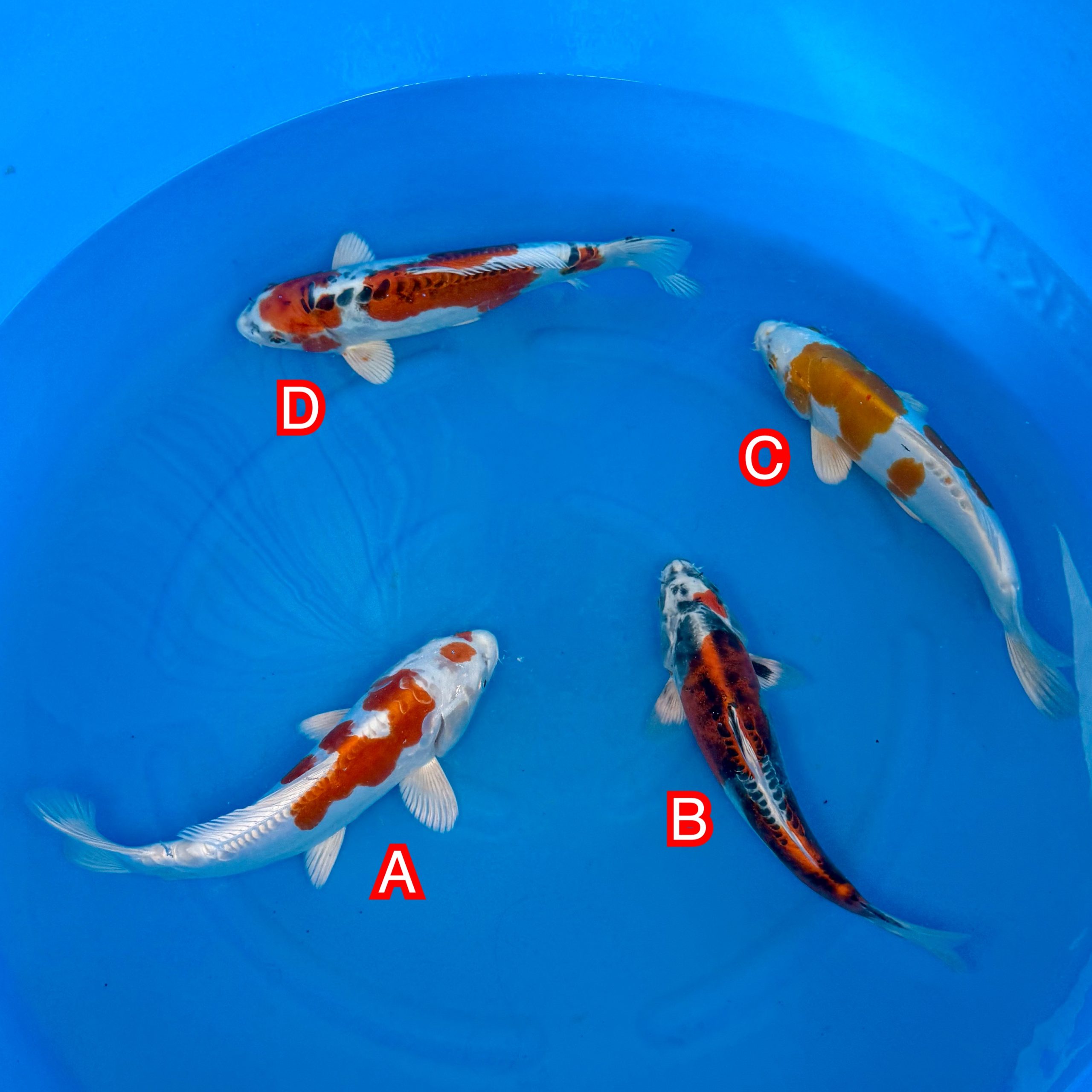 You_Doodle_2025-11-12T06_24_38Z You_Doodle_2025-11-12T06_24_38Z