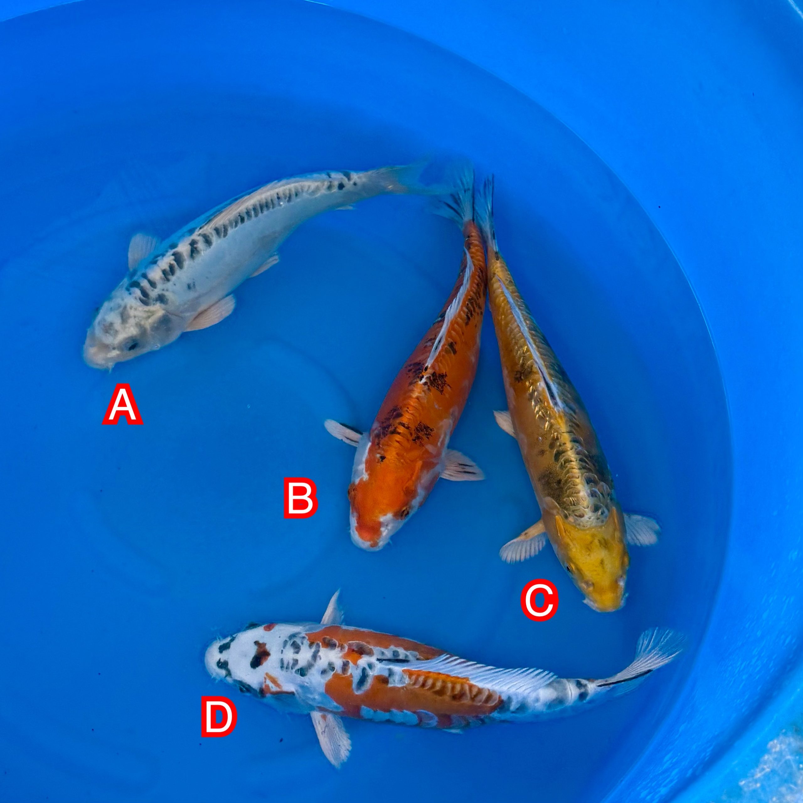 You_Doodle_2025-11-12T06_26_07Z You_Doodle_2025-11-12T06_26_07Z