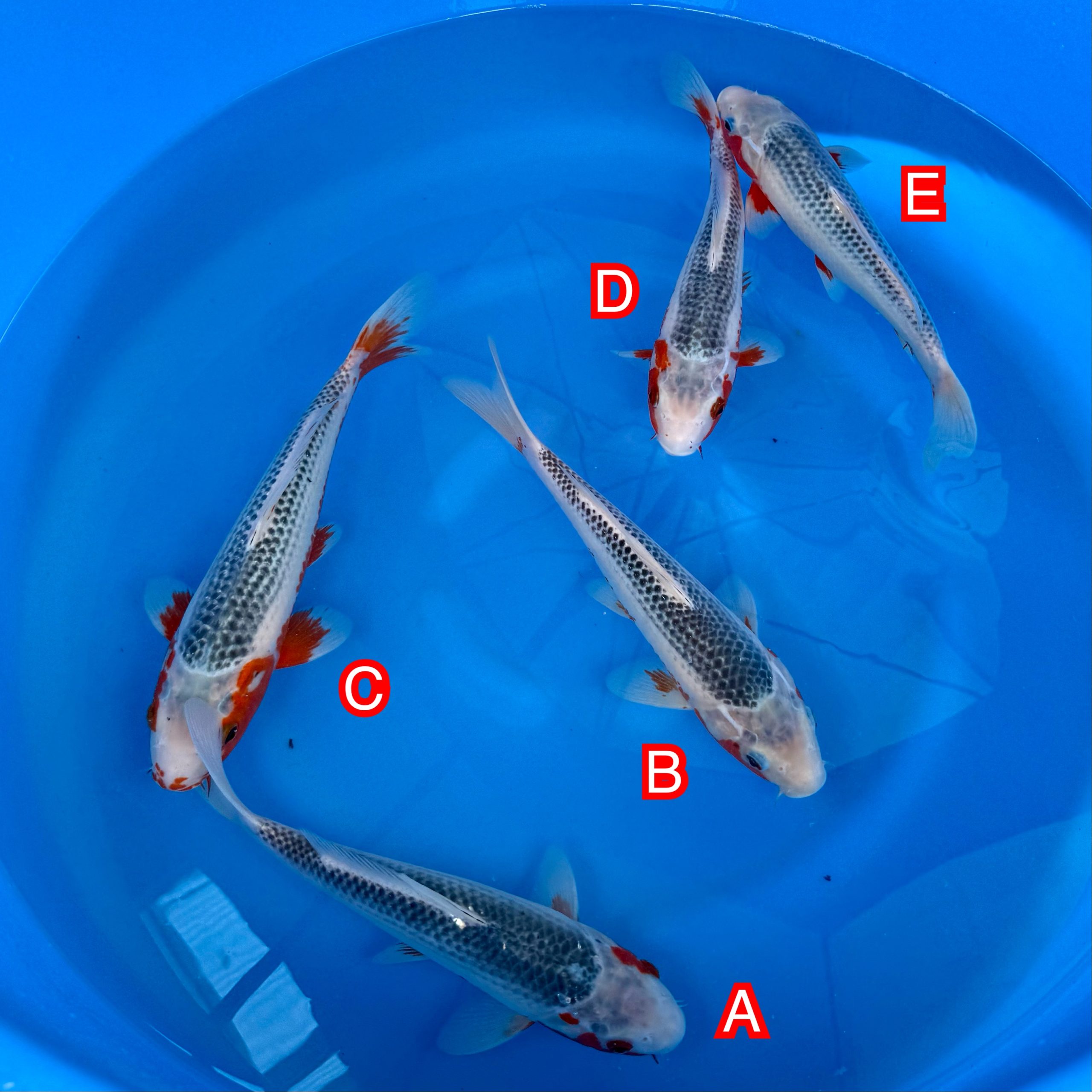 You_Doodle_2025-11-12T06_45_53Z You_Doodle_2025-11-12T06_45_53Z