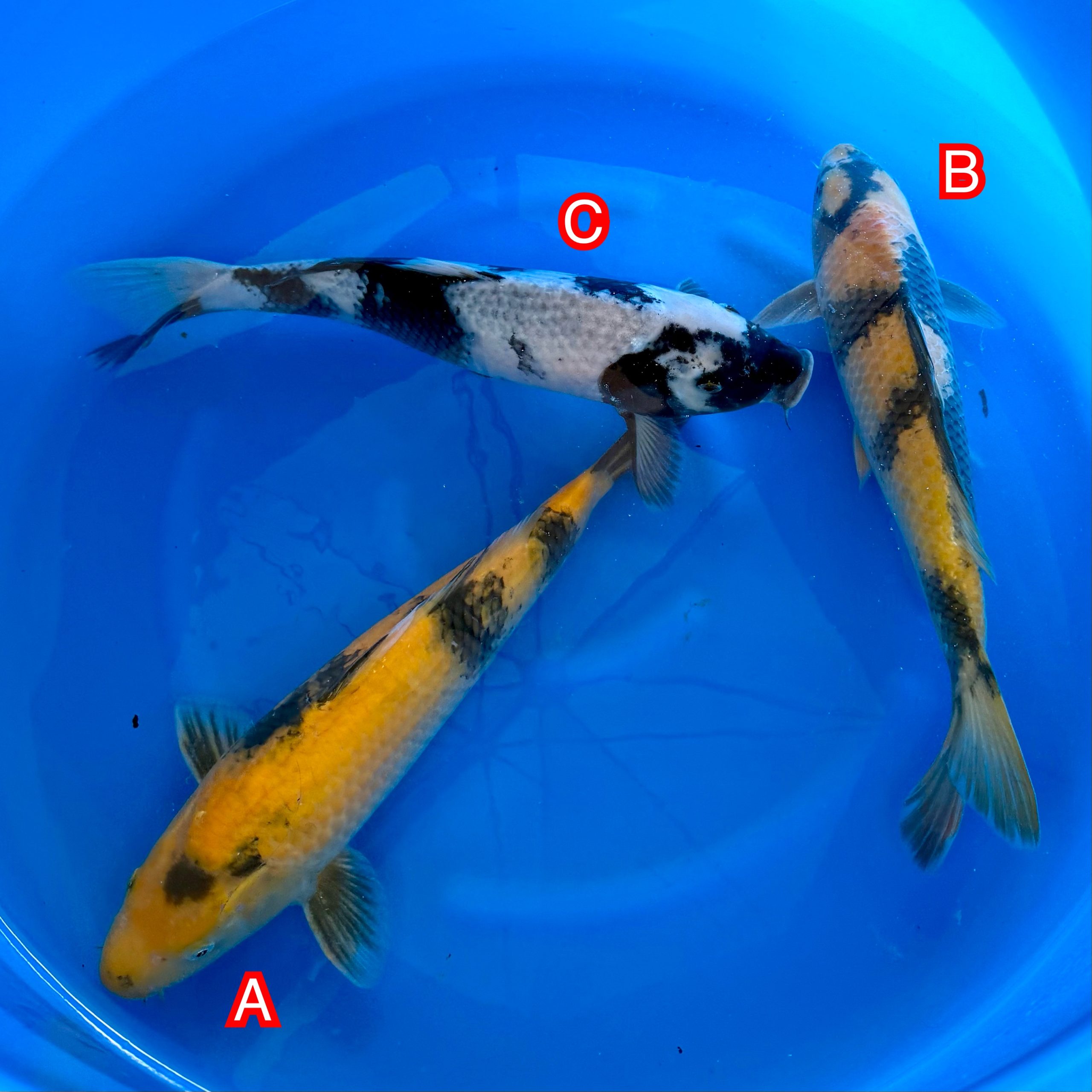 You_Doodle_2025-11-12T06_49_58Z You_Doodle_2025-11-12T06_49_58Z