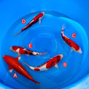 Kawakami mix Ref1339