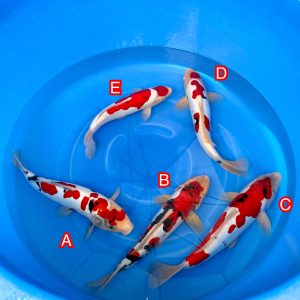 Kawakami mix Ref1340