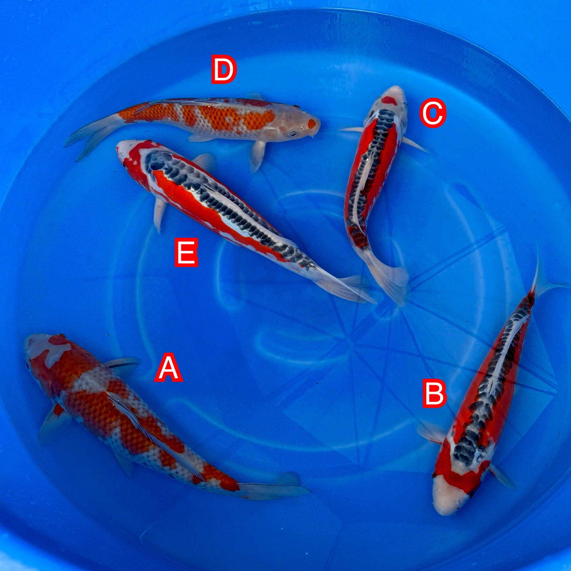 You_Doodle_2025-11-13T06_26_51Z You_Doodle_2025-11-13T06_26_51Z