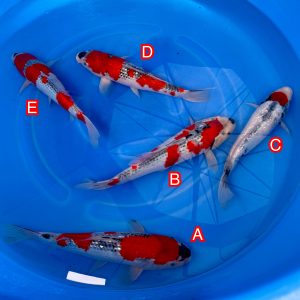 Kawakami mix Ref1343