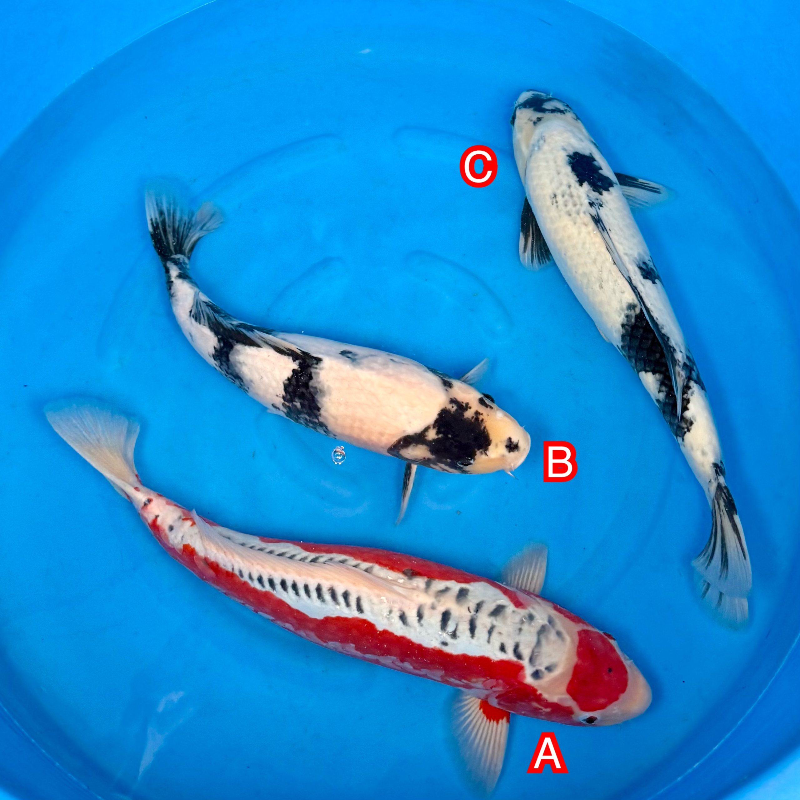 You_Doodle_2025-11-14T07_48_29Z You_Doodle_2025-11-14T07_48_29Z