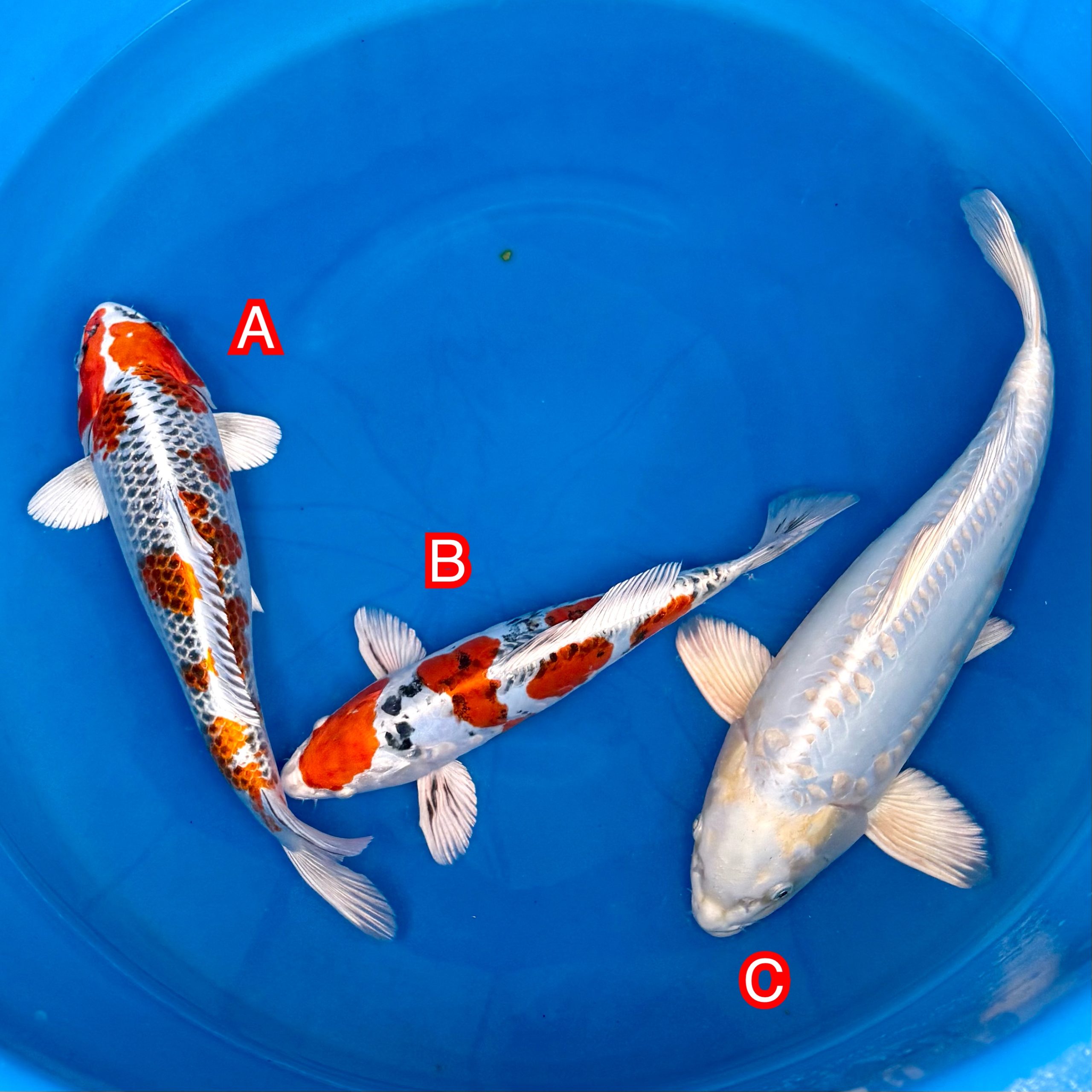 You_Doodle_2025-11-14T07_54_24Z You_Doodle_2025-11-14T07_54_24Z