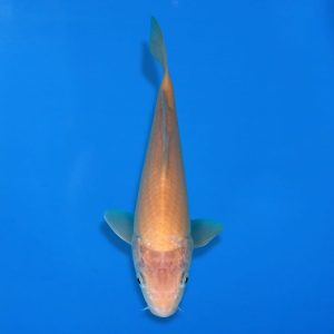 Otsuka 27cm karashigoi Ref1335 - C