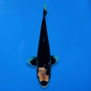 Variety: Kumonryu Breeder: Otsuka Size: 24cm