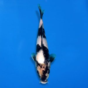 Otsuka 31cm Shiro Utsuri Ref1329 - B