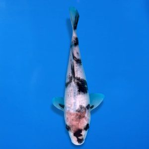 Otsuka 27cm Shiro Utsuri Ref1332 - B