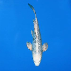 Yamasan 32cm Long Fin Bekko Ref1321 - A