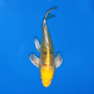 Yamasan 35cm Long Fin Ki Bekko Ref1321 - B