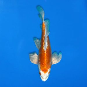 Yamasan 30cm Long Fin Kikusui Ref1321 - C