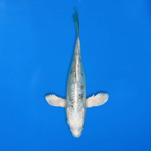 Yamasan 31cm Long Fin Bekko Ref1322 - A