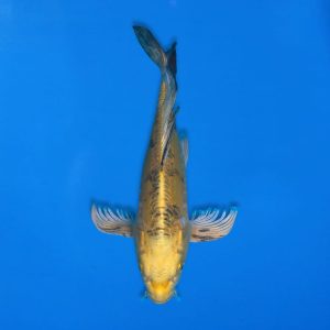 Yamasan 33cm Long Fin Ki Bekko Ref1322 - B