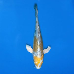 Yamasan 32cm Long Fin Yamato Nishiki Ref1322 - C