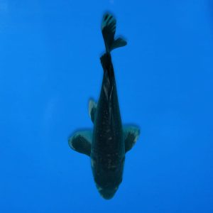 Yamasan 31cm Long Fin Karasugoi Ref1322 - D