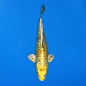 Yamasan 28cm Gin Ki Bekko 1323 - A